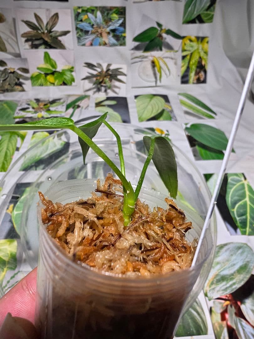 熱帯植物　‼️無地‼️　アンスリウム　ワロクアーナム\"エスメラルダ\"