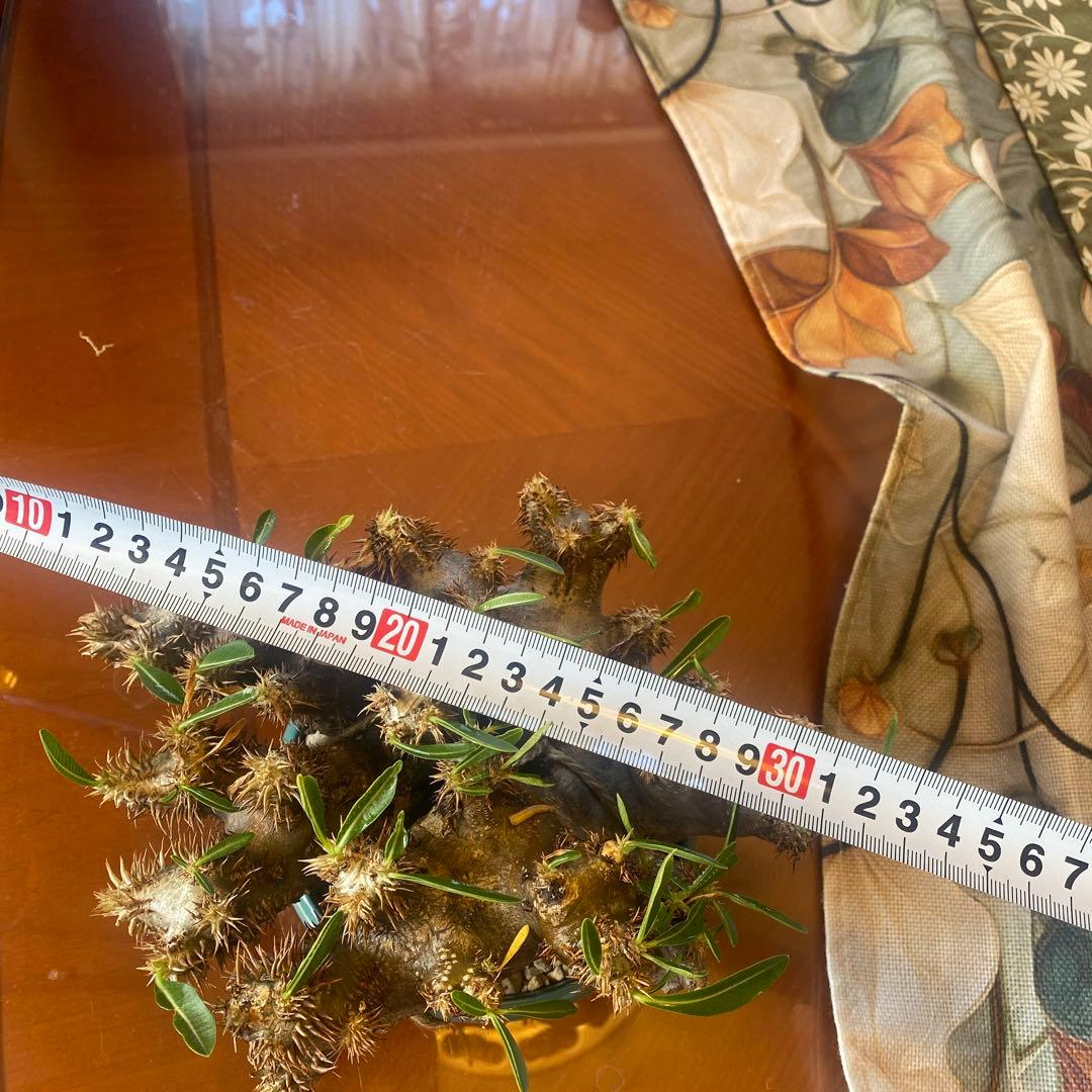 パキポデュウムブレビカリックス 現地球