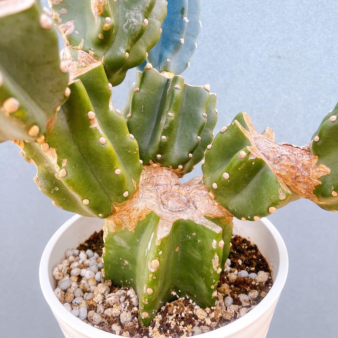 現品　サボテン　柱サボテン　ブランチ　鬼面角　1番　特大　ドライガーデン