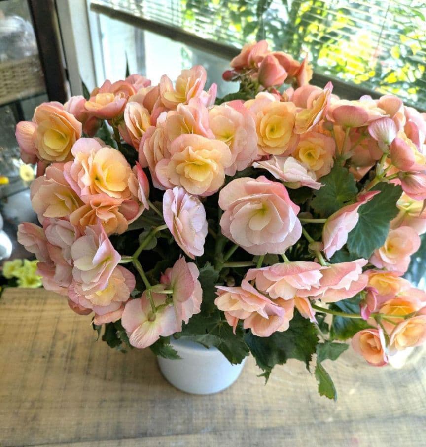 ❀さくらもち様❀