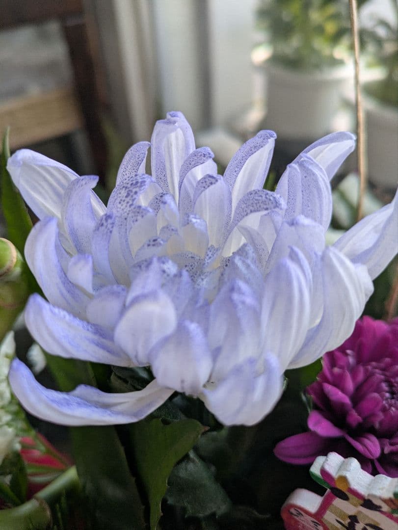 ❀さくらもち様❀