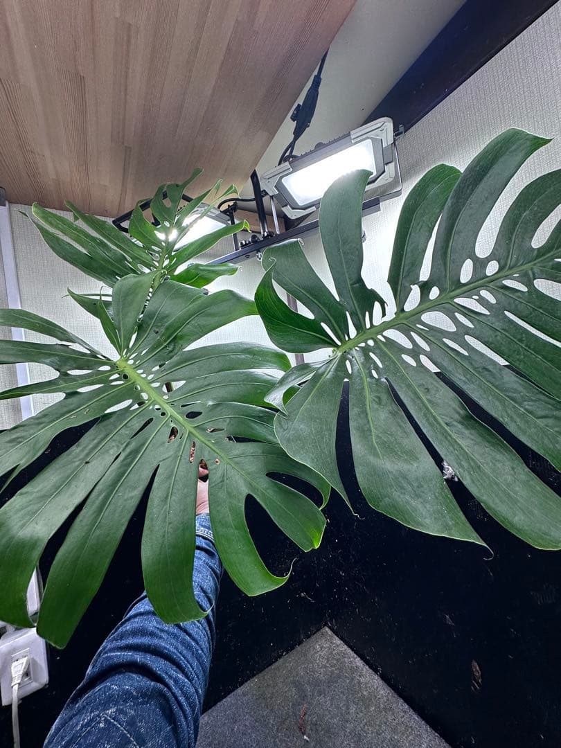 よ*君様 モンステラデリシオーサマクロコズム超希少系統鉢植え79㎝