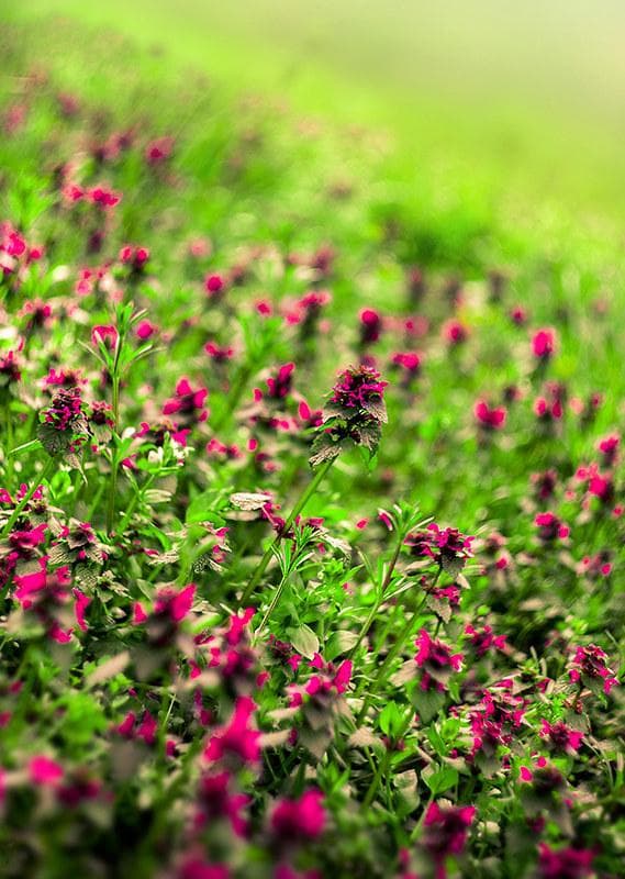 55 未使用　ぐるぐるボケレンズ　ヘリオス　44-2　M42アダプター付