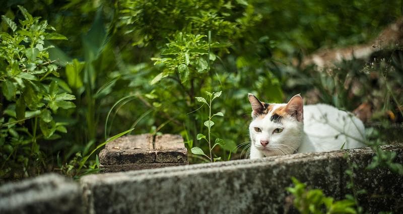 55 未使用　ぐるぐるボケレンズ　ヘリオス　44-2　M42アダプター付