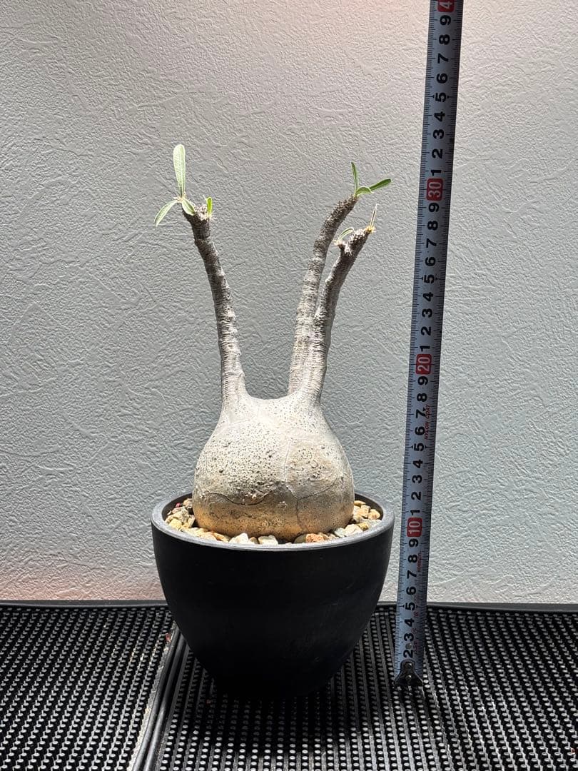 新春セール【グラキリス】塊根！超良型