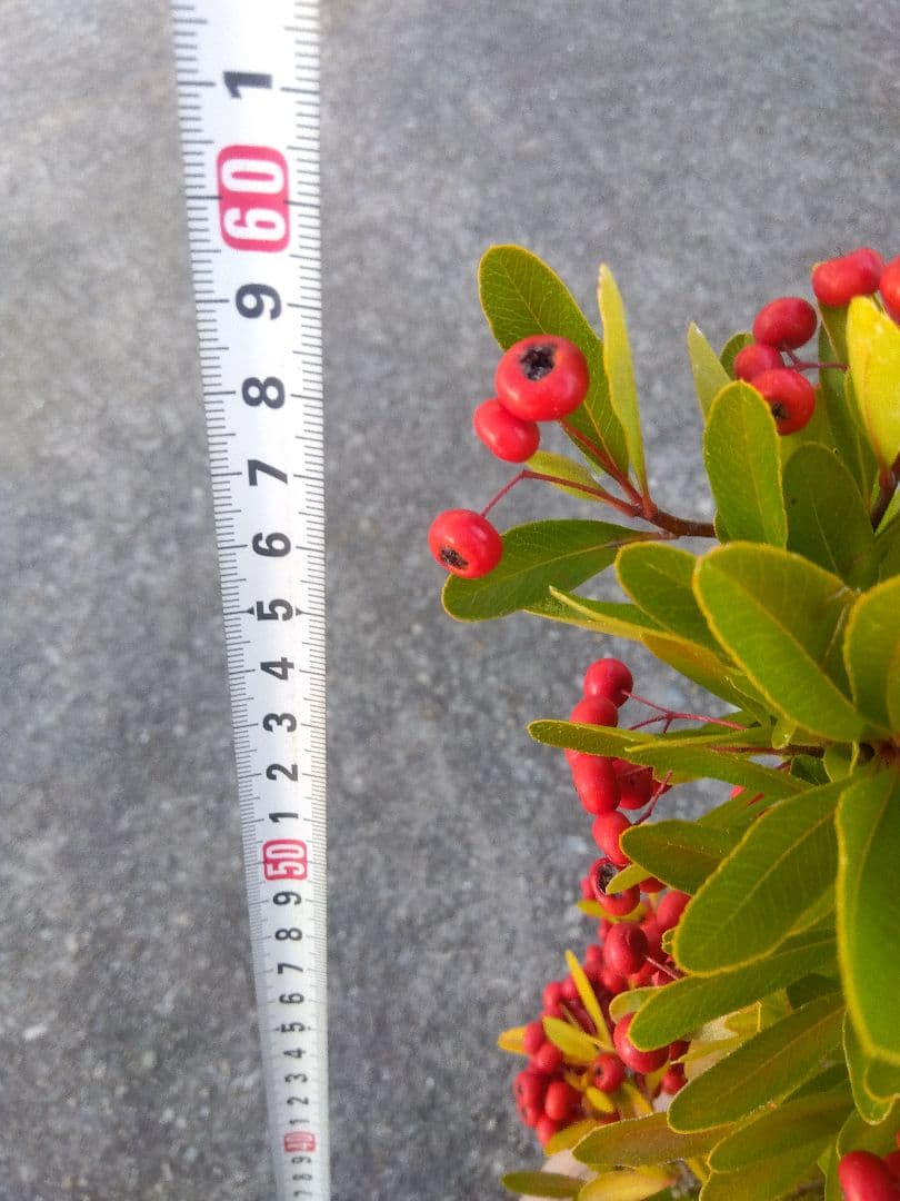 ピラカンサ　盆栽　10号鉢つき　特大❗　③