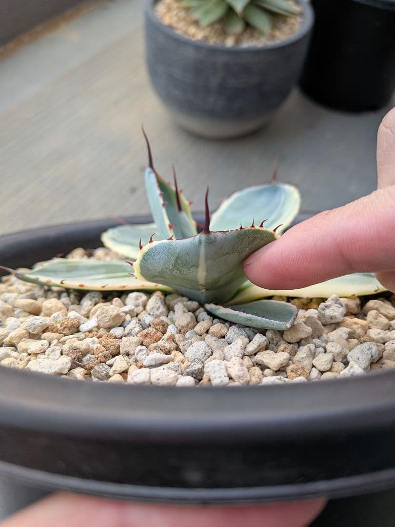 アガベ　パリー　トランカータ　オリザバ　裏斑入