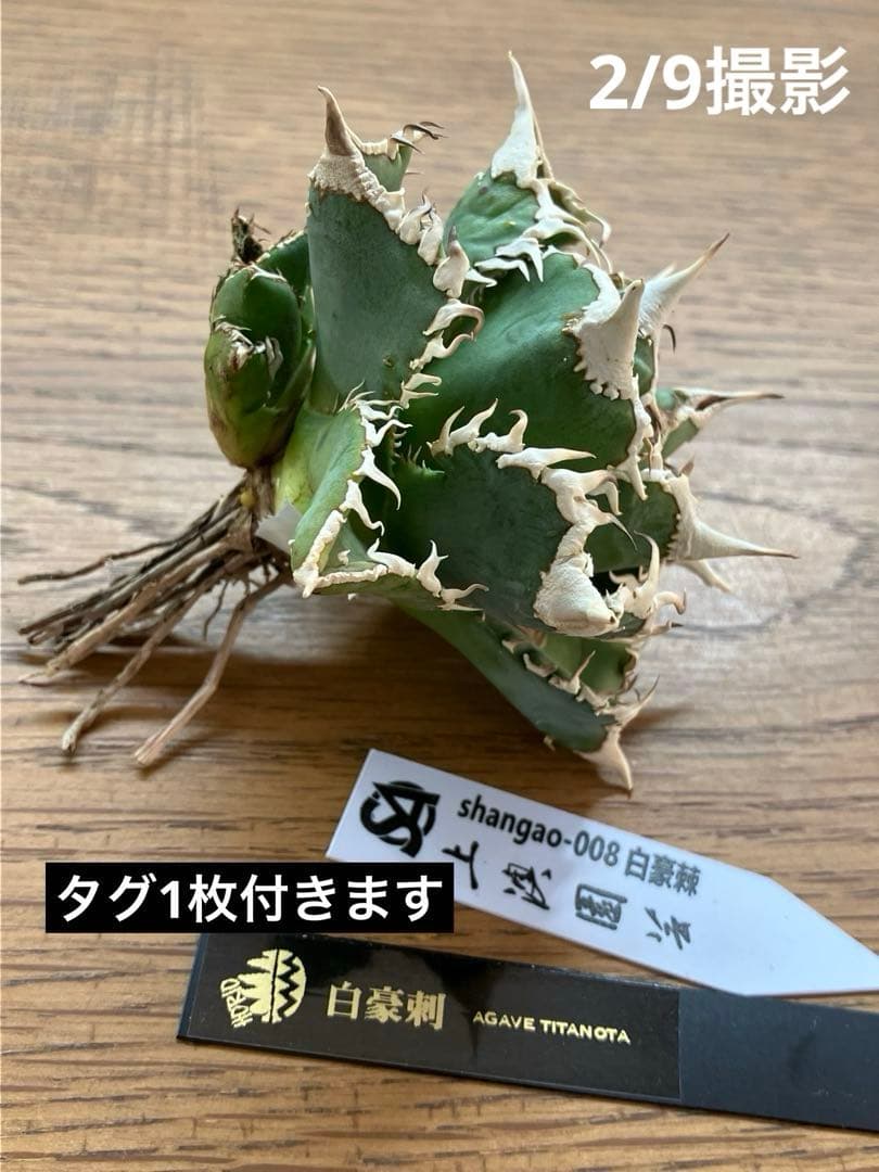 14 選抜　サイズ大　子株2株付 アガべ　白豪刺TC