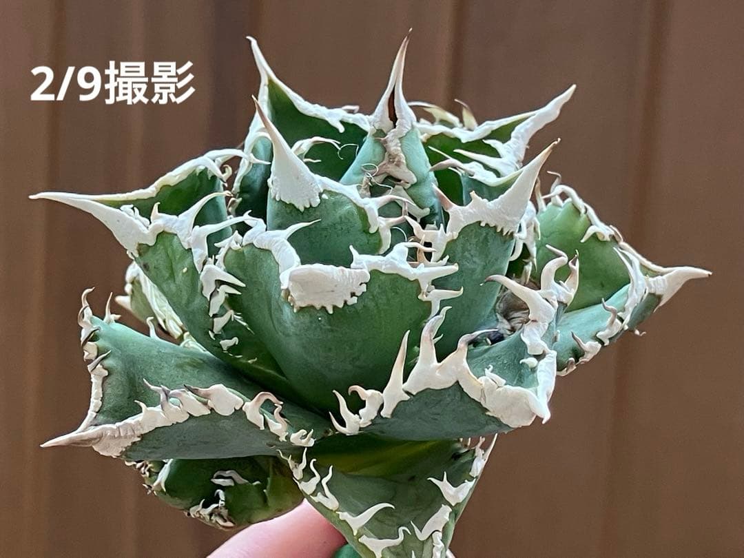 14 選抜　サイズ大　子株2株付 アガべ　白豪刺TC