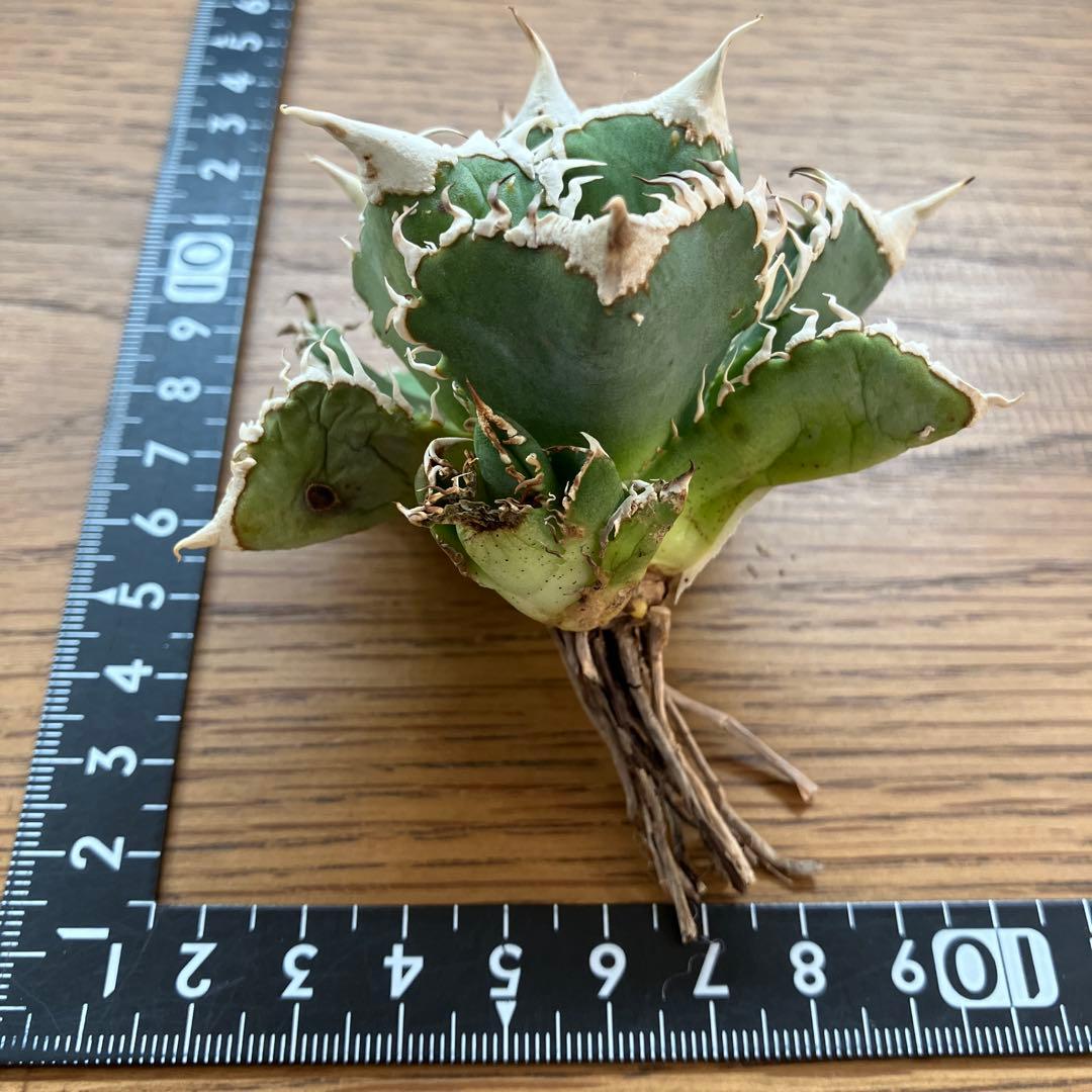 14 選抜　サイズ大　子株2株付 アガべ　白豪刺TC