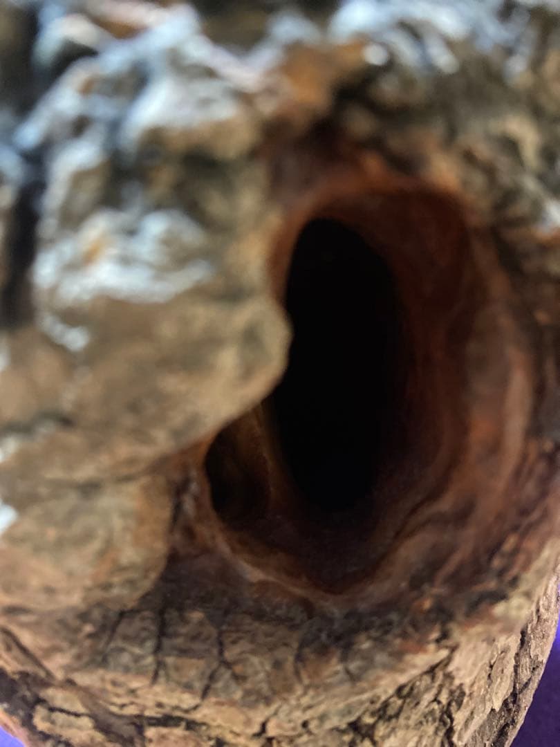 入手困難 新品　三本木森兵衛 A+Ω登り木止まり木