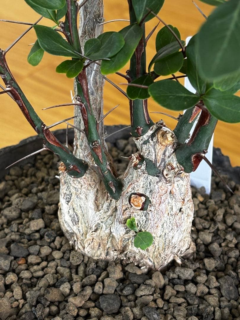 noriki様　国内実生30年以上物 フォークイエリア ファシクラータ 2頭