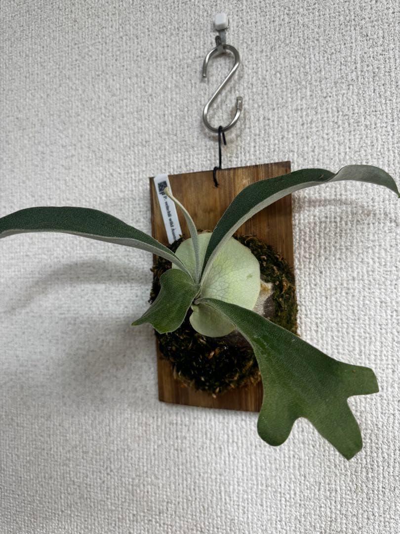 P. veitchii wild Australia ビカクシダ