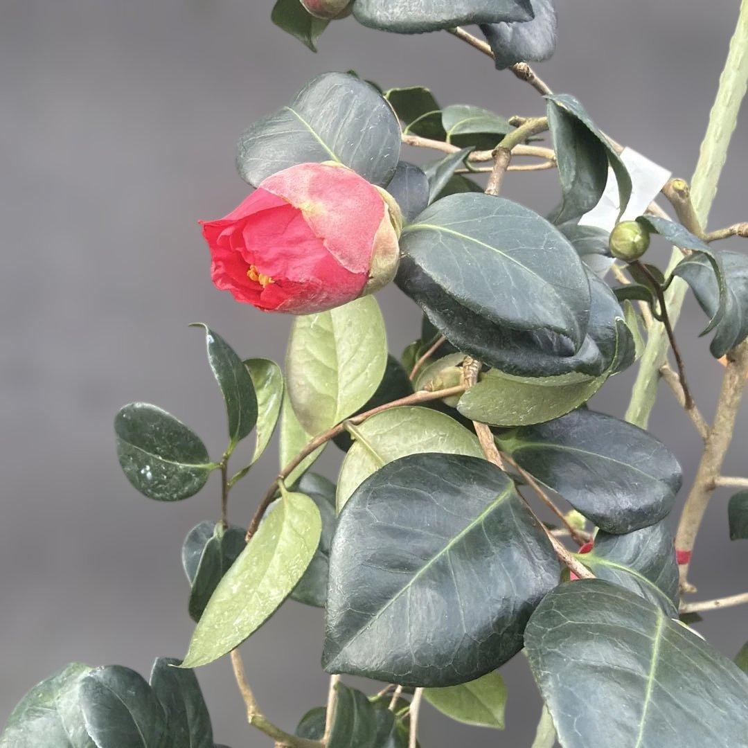 tetrapod様 リクエスト 2点 まとめ商品