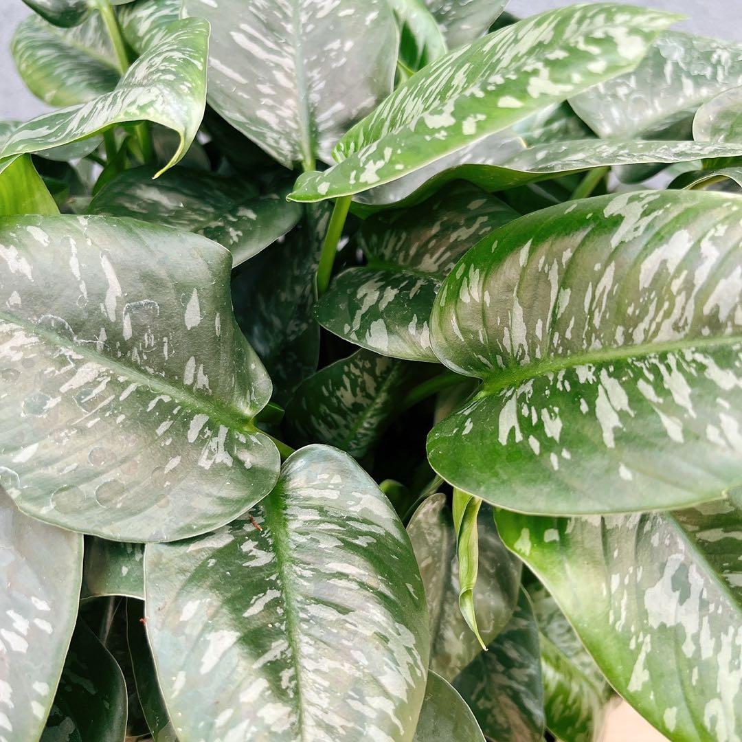 ［現品］7番　スキスマトグロッティス　スコルテクニー　8号　観葉植物　レア