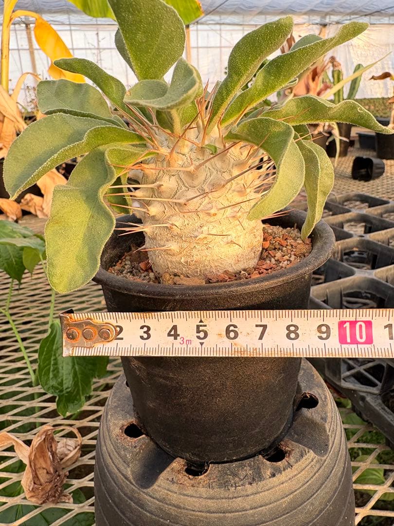 パキポディウム ナマクアナム 光堂　国内実生　美株