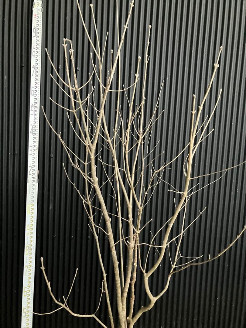 山採り　アオダモ　j