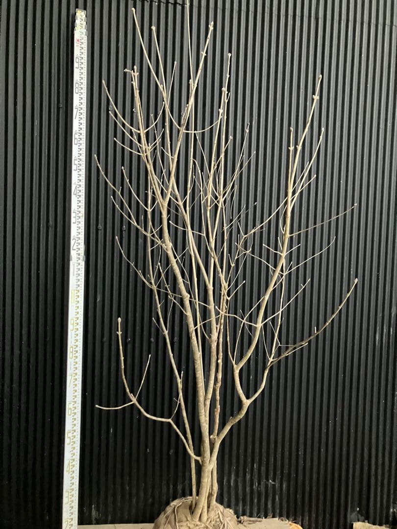 山採り　アオダモ　j