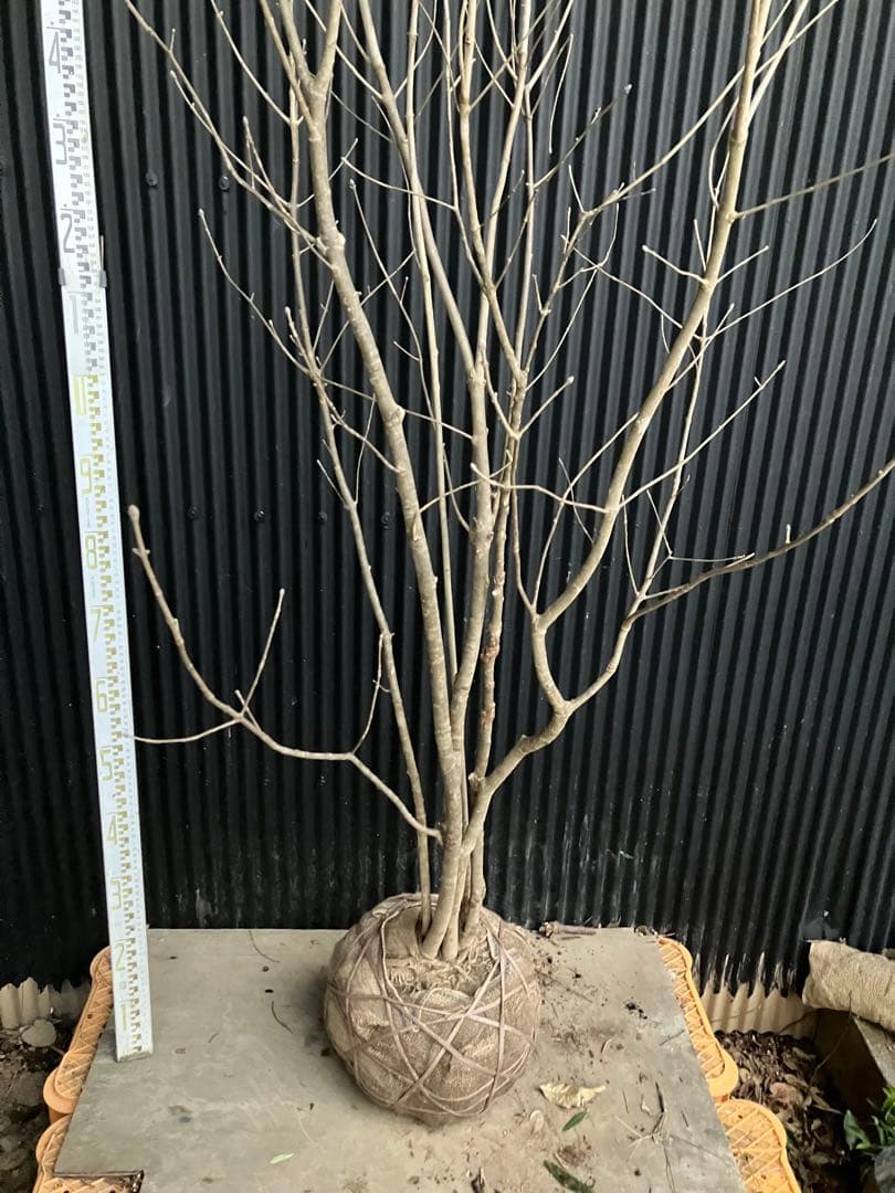 山採り　アオダモ　j