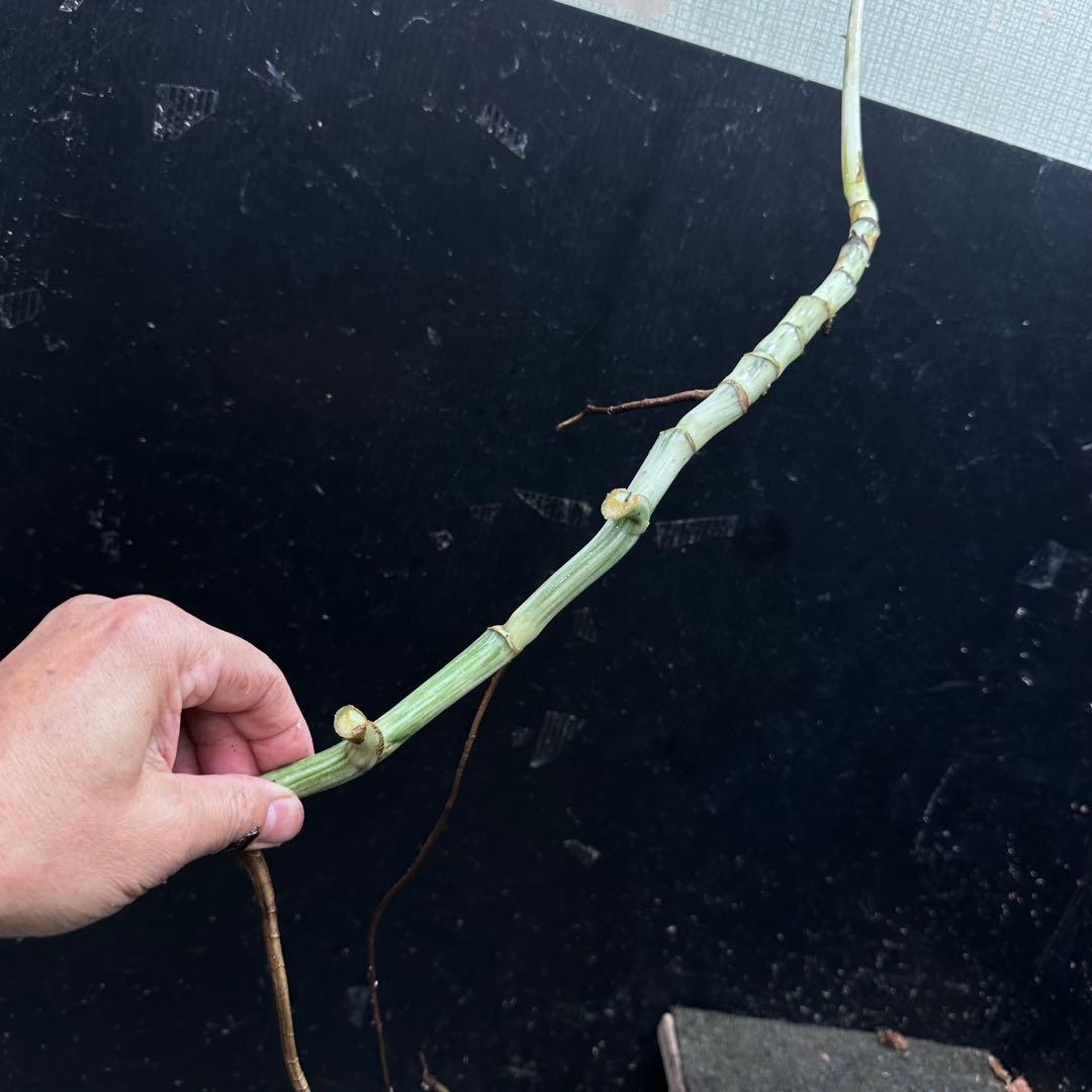 な*け様 斑入りモンステラホワイトタイガー茎8株おまとめ