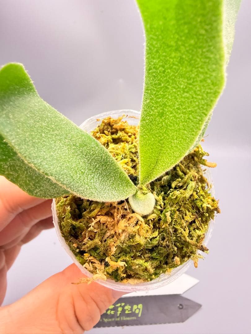 ＠*む様 ビカクシダ willinckii Golden Boy sporeli