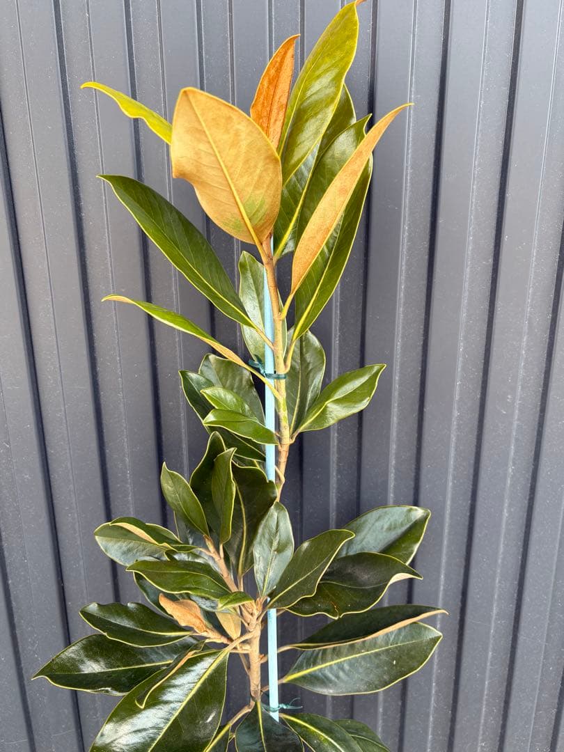 ‼️タイムセール‼️◆タイサンボク　リトルジェム◆接木◆シンボルツリー◆