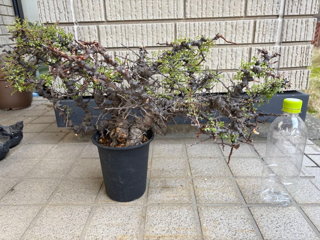 コミフォラ　エイル