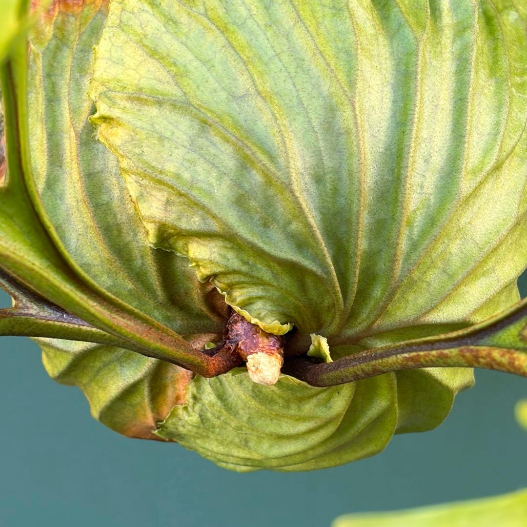 た*だ様 ビカクシダ・リドレイ　シンフォーム　細葉　板付け③