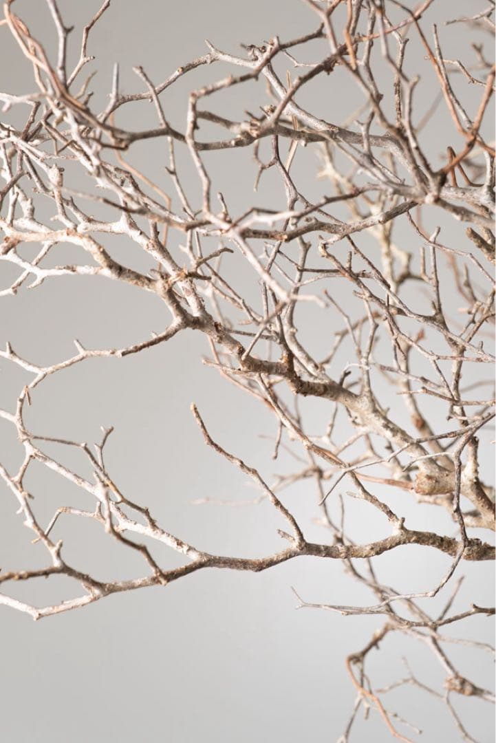 kk114 オペルクリカリア パキプス ベアルート株