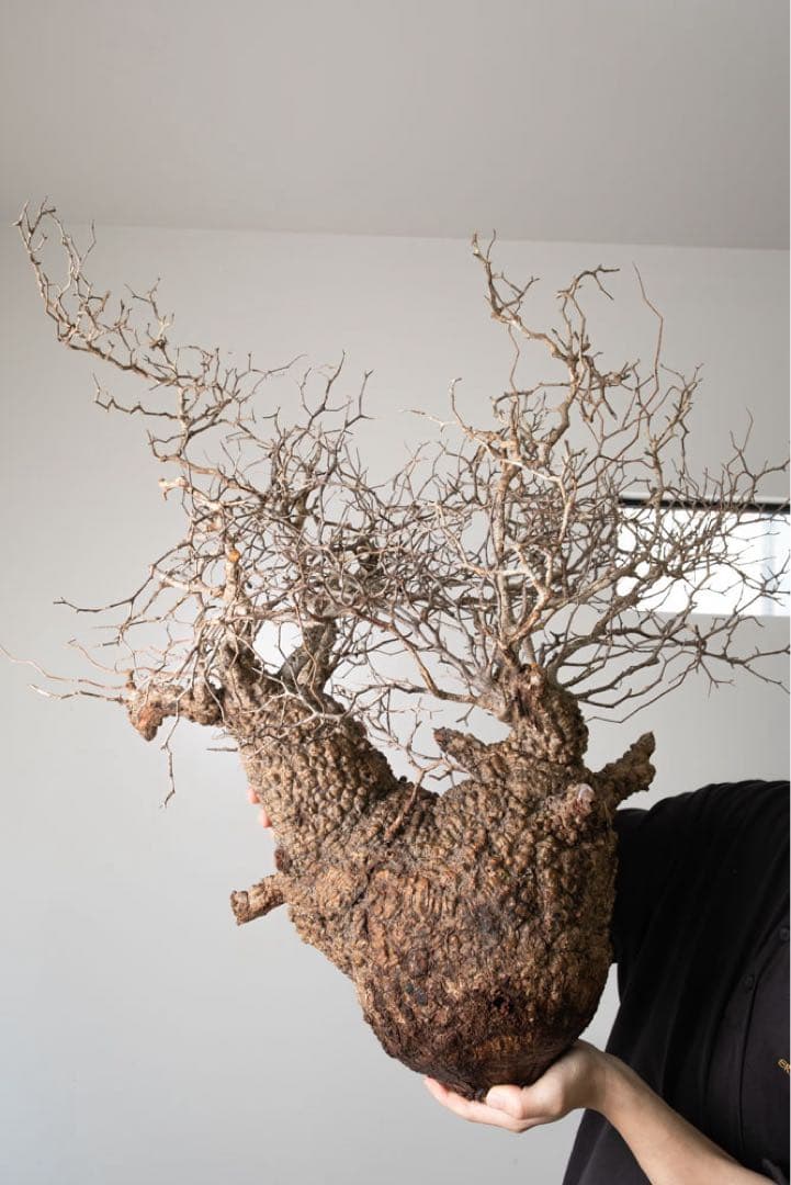 kk114 オペルクリカリア パキプス ベアルート株