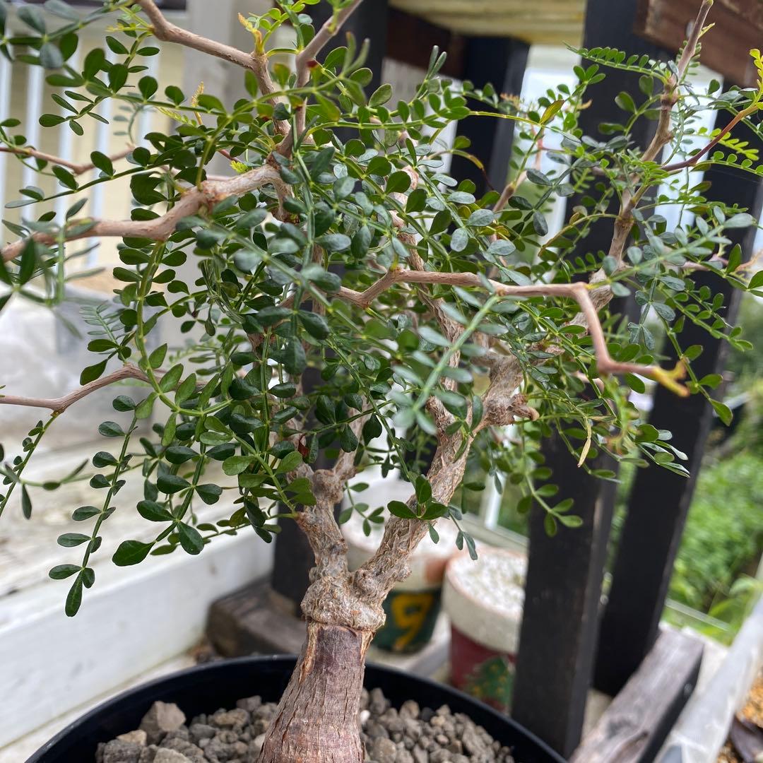 オペルクリカリア　パキプス