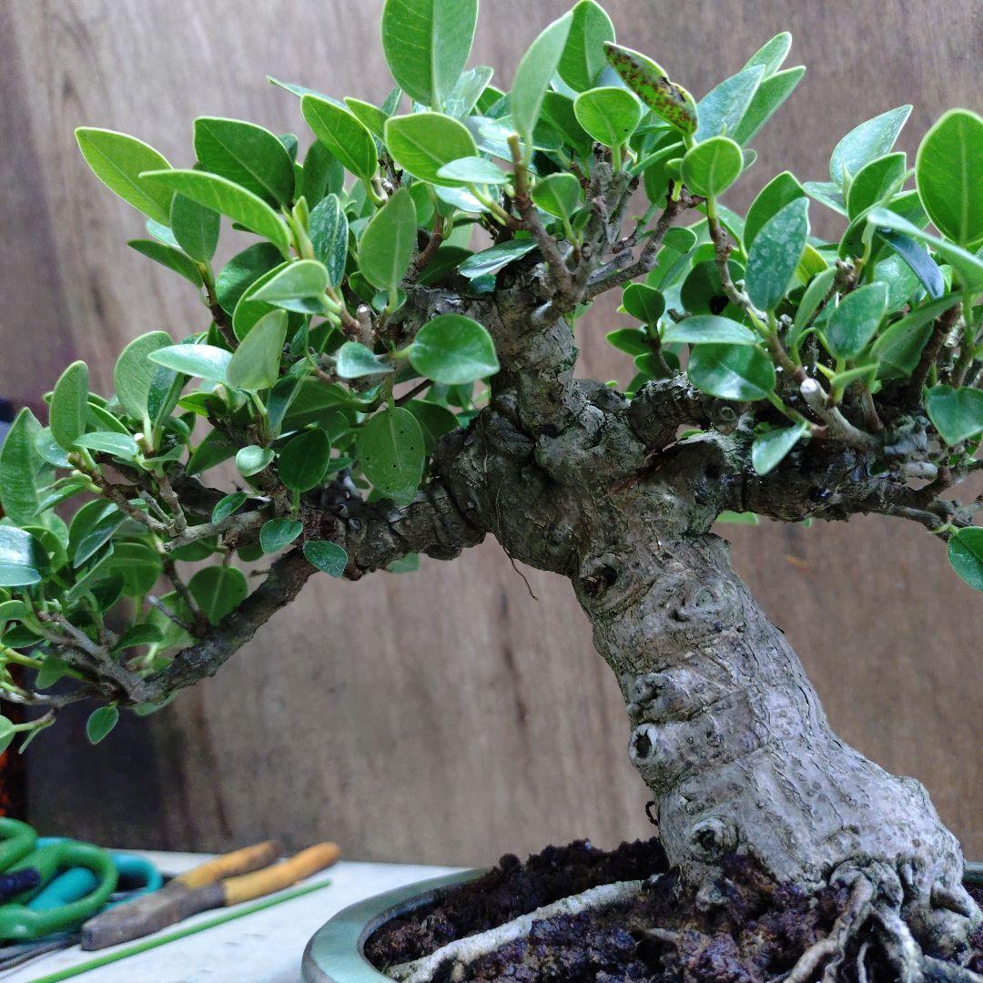 ガジュマル　誠様専門