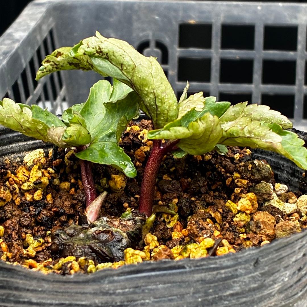 ま*い様 3461☘️超レア☘️ASHWOODIENSIS⭐️BRIAR ROS