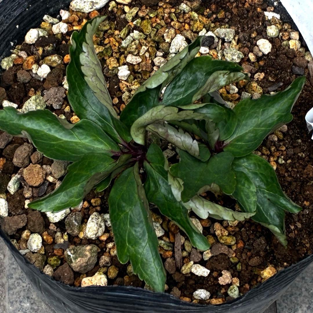 ま*い様 3461☘️超レア☘️ASHWOODIENSIS⭐️BRIAR ROS