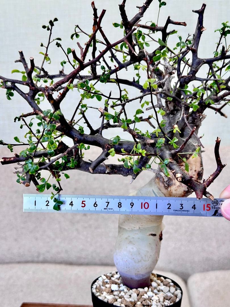 コミフォラ ピュアカタフ ソマリア産 コレクション 多枝