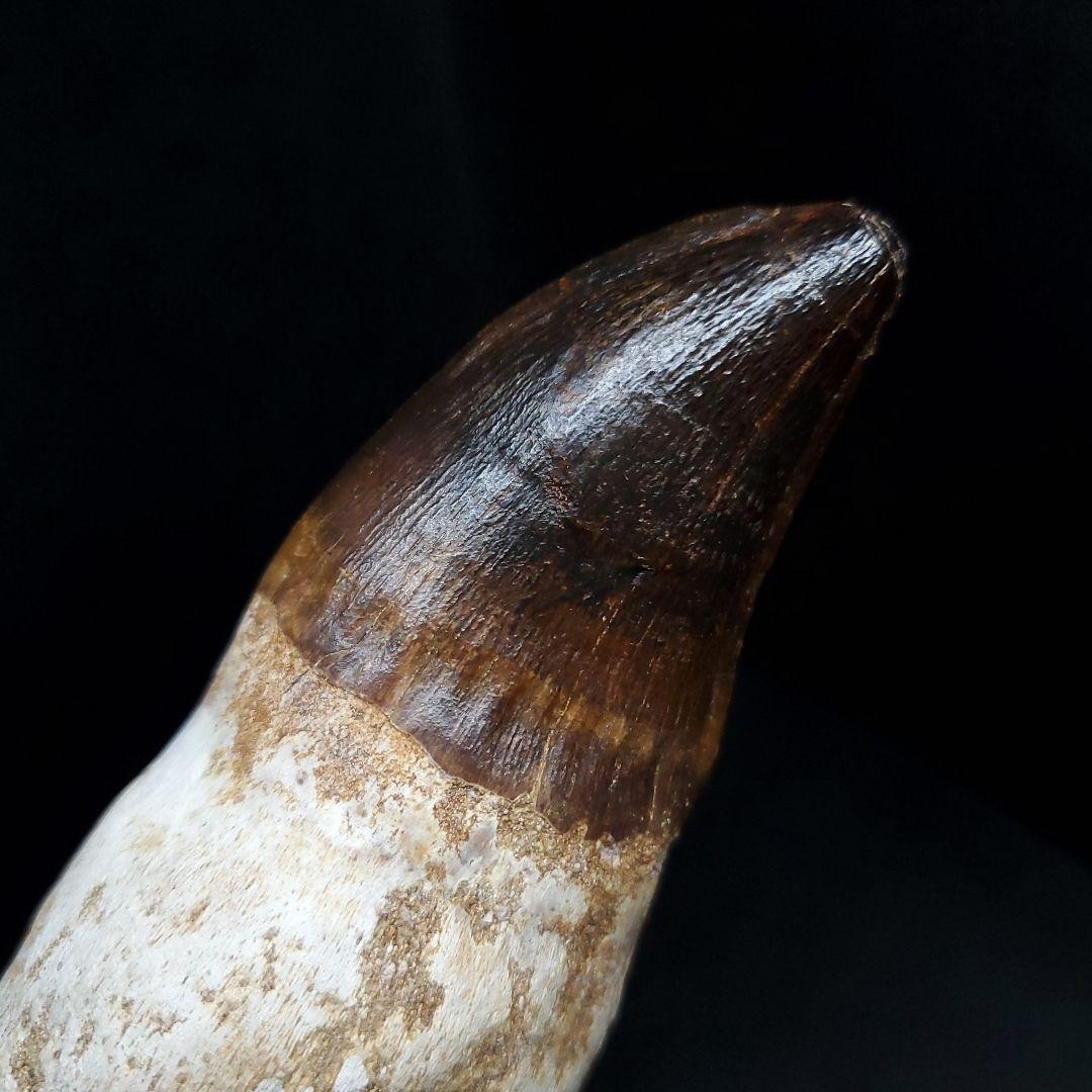 特大 歯根付き モササウルス 化石 歯 本物  123.82mm  mos74