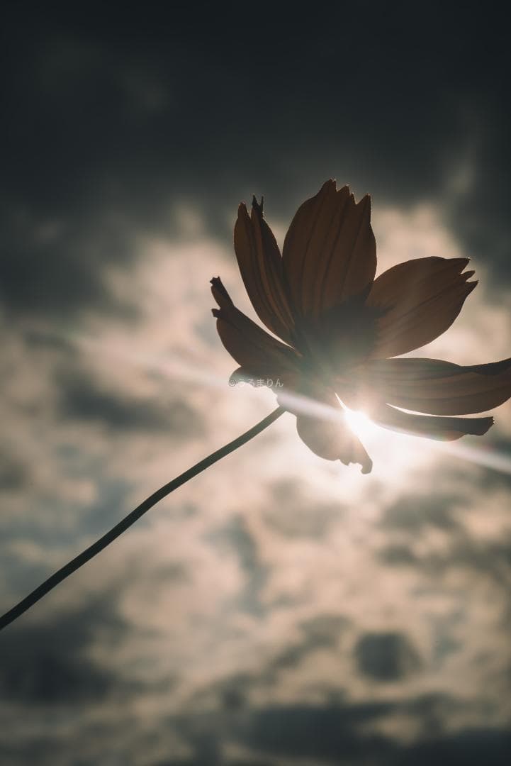 ライカの神マクロ！Leica Elmar 65mm F3.5 Visoflex