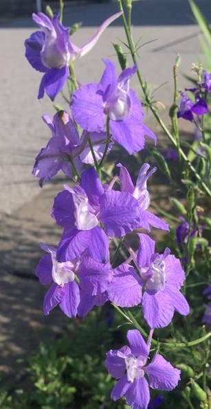 【RYU】宿根デルフィニウム さくらひめの種と千鳥草の種ミックス