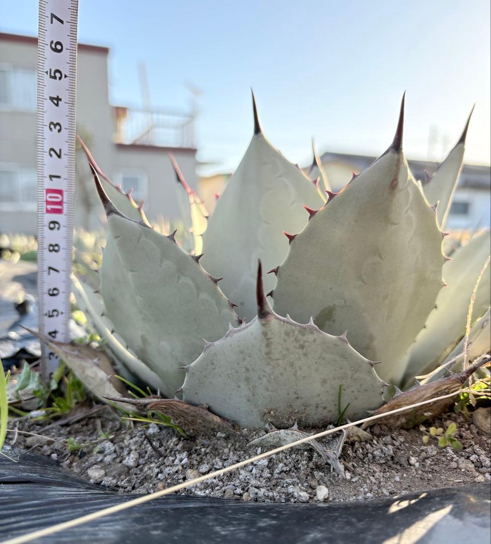 アガベ　吉祥天　1子株付き ②