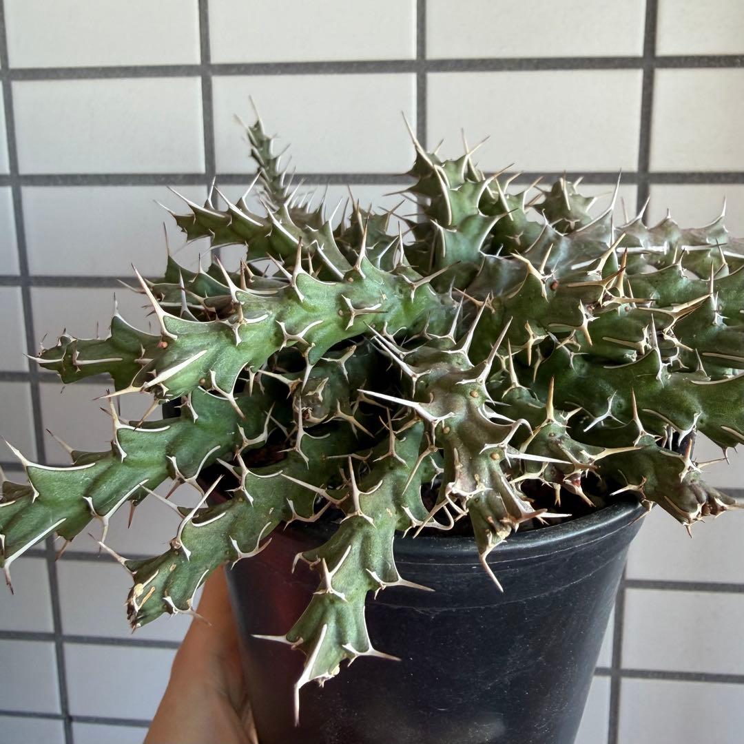 極レア ユーフォルビア ウリギアナ 実生 10cm鉢 充実株