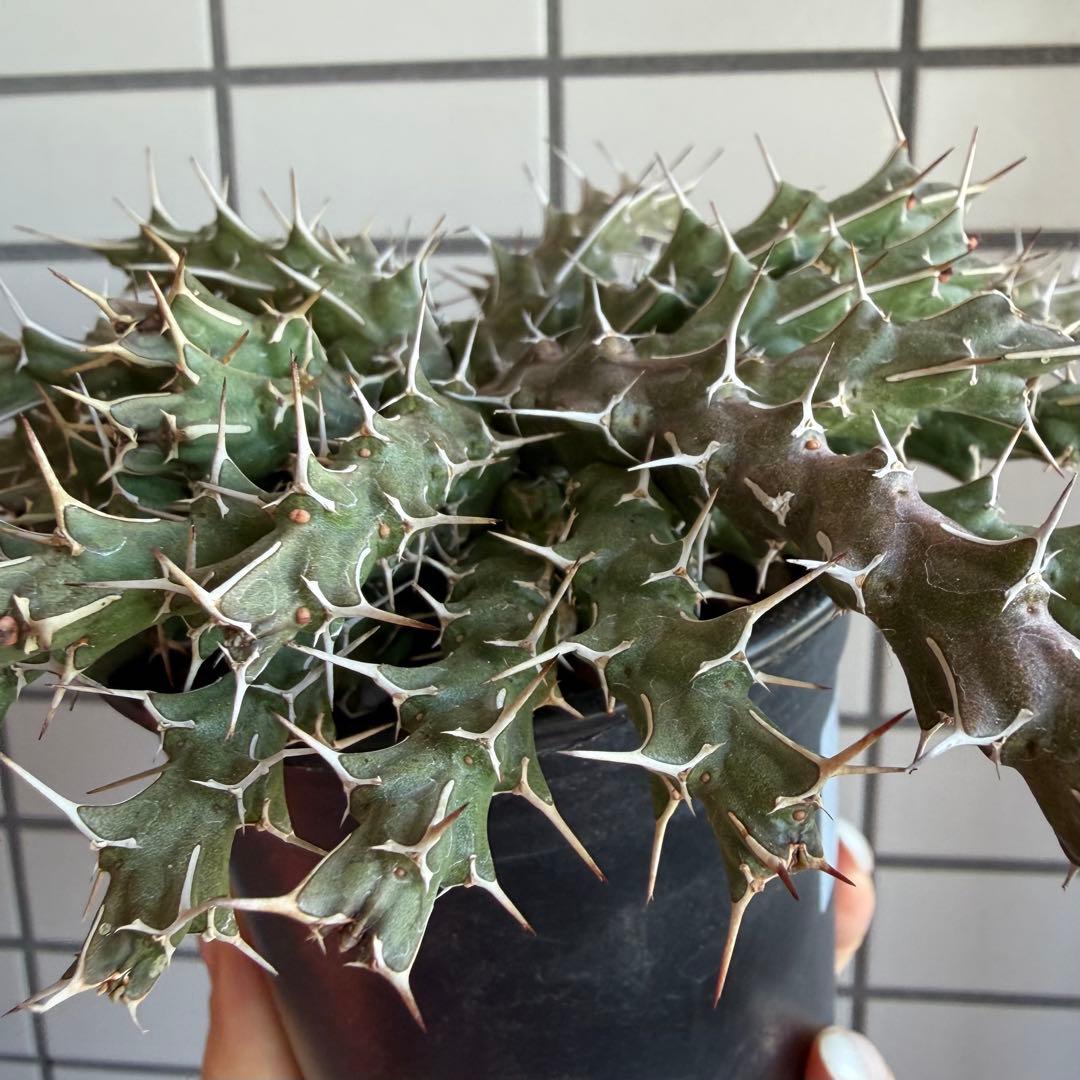 極レア ユーフォルビア ウリギアナ 実生 10cm鉢 充実株