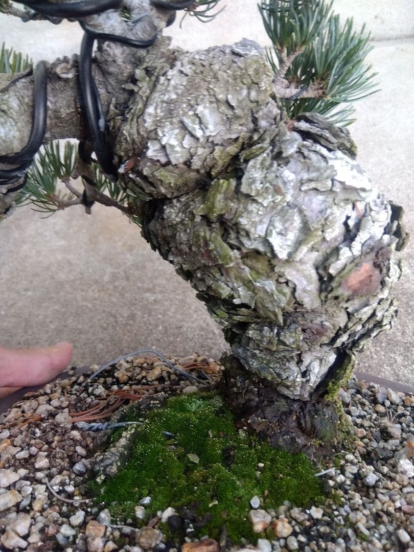 五葉松　盆栽　極太❗良樹形❗8号陶器鉢つき　③