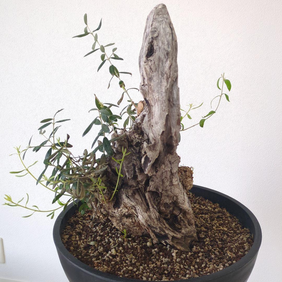 オリーブ 古木 old olive　盆栽