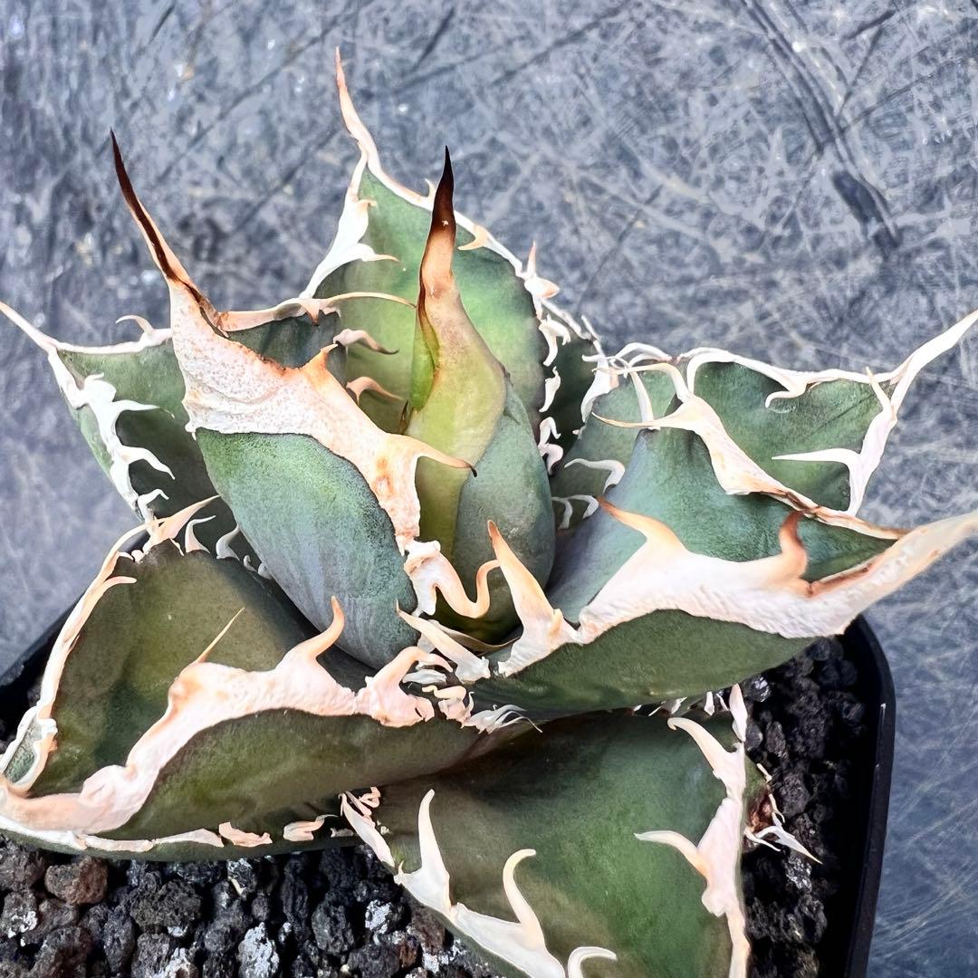 仙*渓様 アガベ　オテロイ　実生特選株