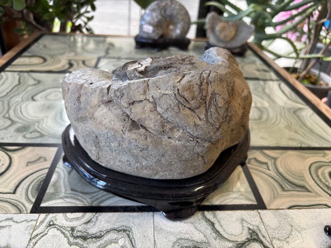 北海道　台付アンモナイト　化石　鉱石　希少　インテリア