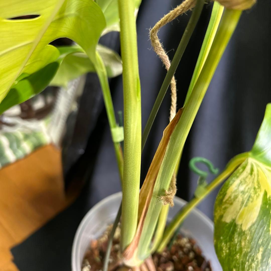 大株モンステラボルシギアナオーレア鉢植え発送!