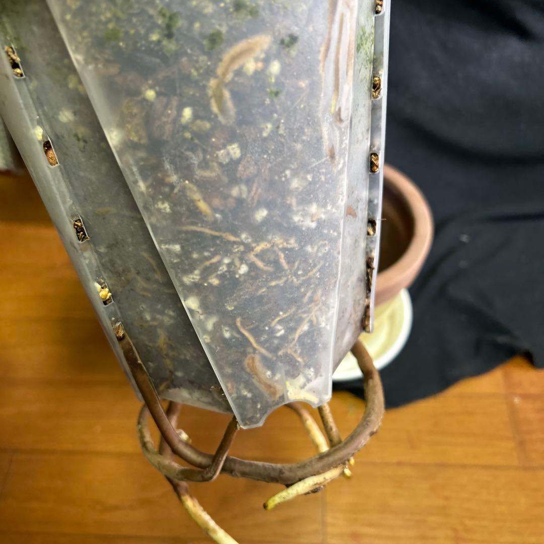 大株モンステラボルシギアナオーレア鉢植え発送!