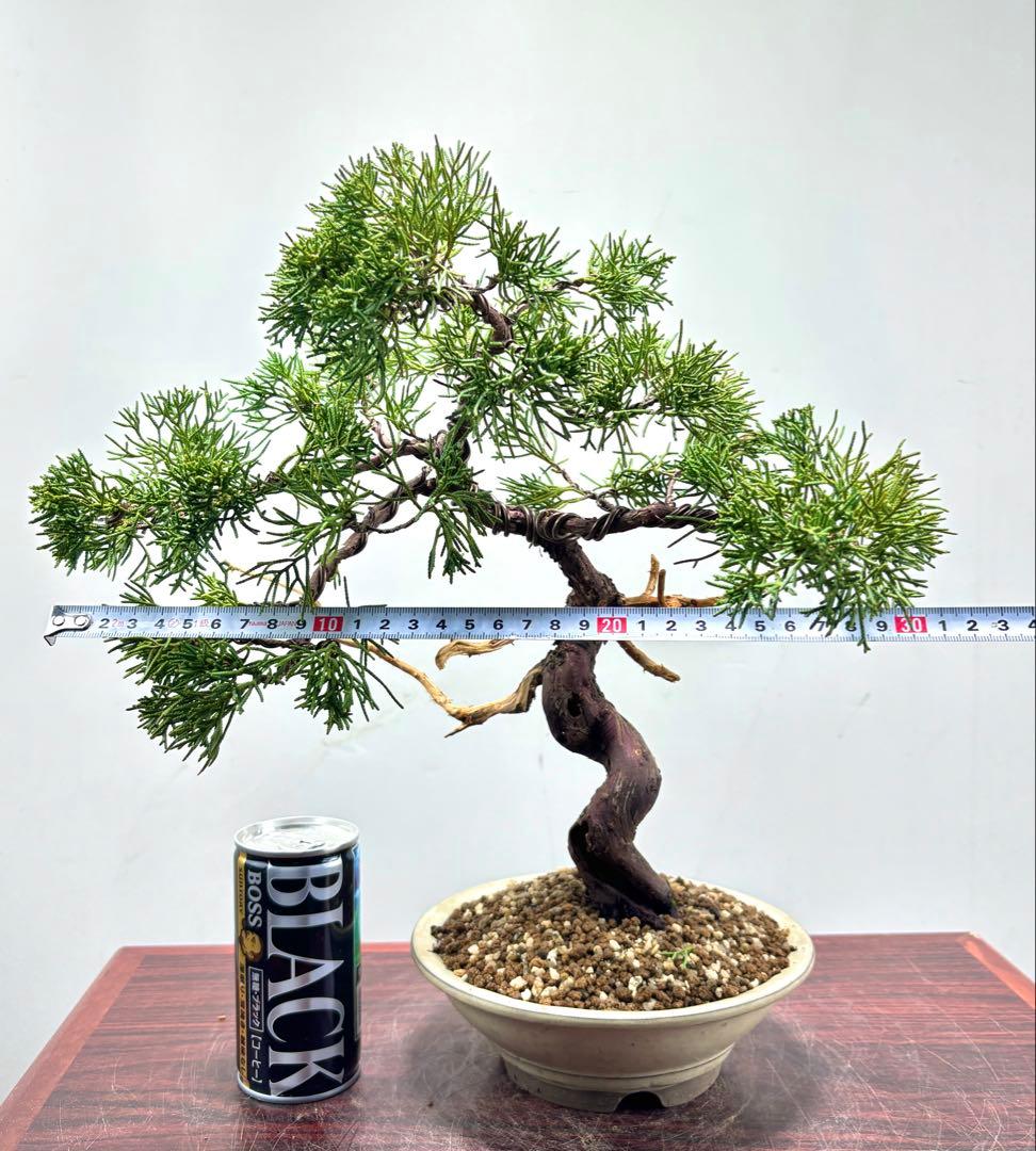 ト*ゲ様 【サービス☆オークション】真柏盆栽