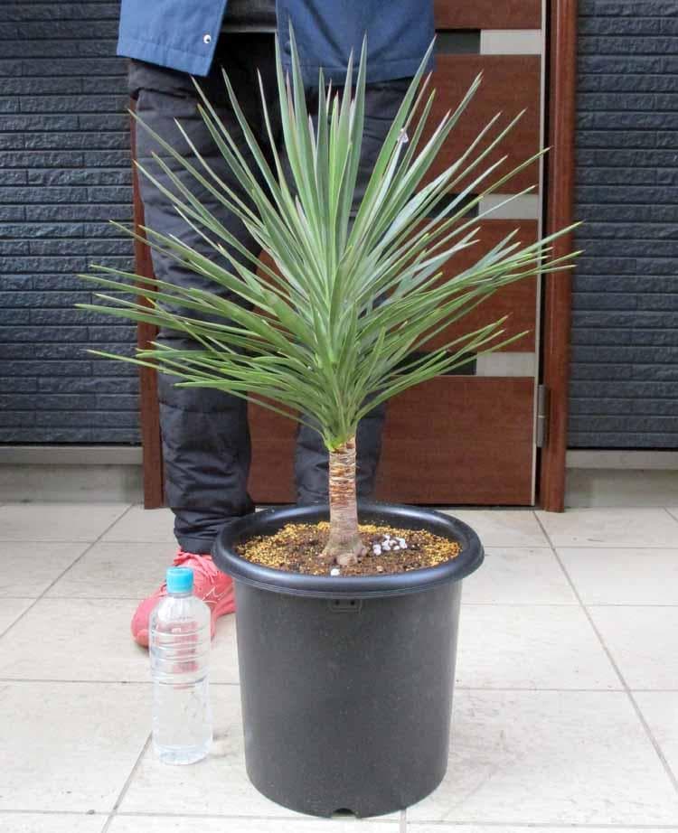 【現品】国内実生株　ユッカ・アロイフォリア　９号　Hお番