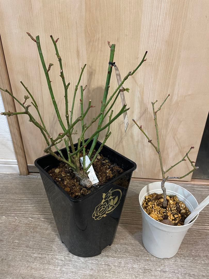 さゆりん　購入前要コメントです。 薔薇2苗